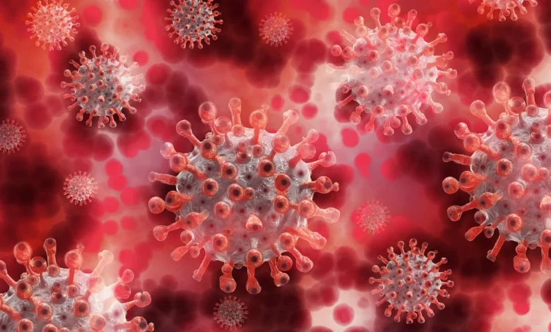 What is Hantavirus Infection: What You Should Know About This Rare but Serious Illness 1 IMG 1403